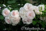 Aspirin Rose Aspirin Rose
