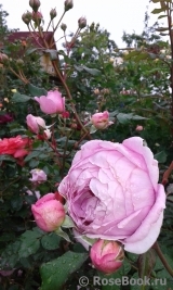 Alan Titchmarsh Alan Titchmarsh