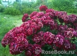 Roter Korsar Roter Korsar