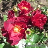Anna Mege ® Anna Mege ®