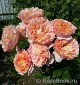 Abraham Darby Abraham Darby