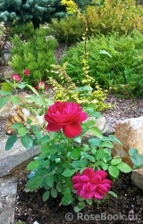 Darcey Bussell Darcey Bussell