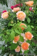 Grace® Grace®