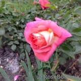 Sommersonne Sommersonne