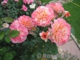 Augusta Luise Augusta Luise