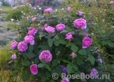 Gertrude Jekyll Gertrude Jekyll