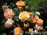 Rose des Cisterciens Rose des Cisterciens