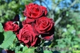Lovely Red Lovely Red