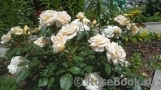 Lions Rose Lions Rose