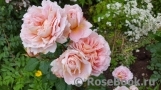Abraham Darby Abraham Darby