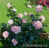 Bloom of Ruth Bloom of Ruth