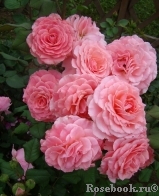 Tickled Pink Tickled Pink