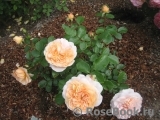 Sangerhauser Jubilaumsrose Sangerhauser Jubilaumsrose