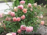 Jubilee Celebration® Jubilee Celebration®