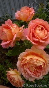Lady of Shalott Lady of Shalott