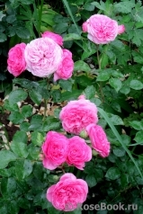 Baronesse Baronesse
