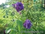 Rhapsody in Blue Rhapsody in Blue
