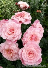 Tickled Pink Tickled Pink