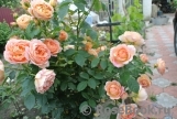 Lady of Shalott Lady of Shalott