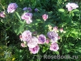 Lavender Ice Lavender Ice