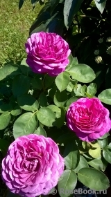 Heidi Klum Rose Heidi Klum Rose