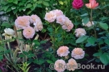 Augusta Luise Augusta Luise