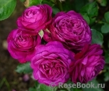 Heidi Klum Rose Heidi Klum Rose