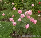 Boscobel Boscobel