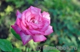 Rose Gaujard Rose Gaujard