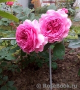 Princess Alexandra of Kent Princess Alexandra of Kent