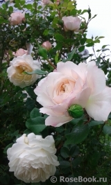 Crocus Rose® Crocus Rose®
