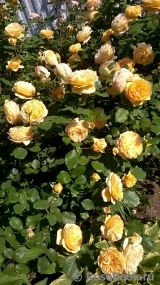 Crown Princess Margareta® Crown Princess Margareta®