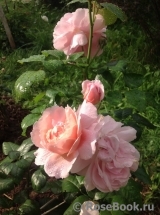 Strawberry Hill Strawberry Hill