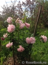 Strawberry Hill Strawberry Hill