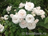 Aspirin Rose Aspirin Rose