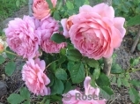 Jubilee Celebration® Jubilee Celebration®
