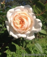 Crocus Rose® Crocus Rose®