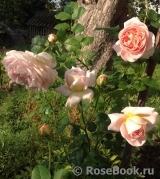 Abraham Darby Abraham Darby