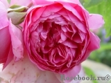 Gertrude Jekyll Gertrude Jekyll