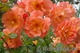 Westerland Westerland