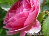 Gertrude Jekyll Gertrude Jekyll