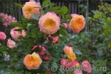 Gartenspass ® Gartenspass ®