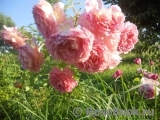 Jubilee Celebration® Jubilee Celebration®