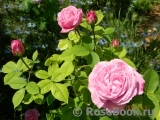 Madame de Knorr Madame de Knorr