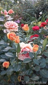 Ashram Ashram