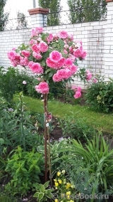 Rosarium Uetersen Rosarium Uetersen