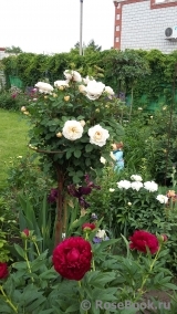 Crocus Rose® Crocus Rose®