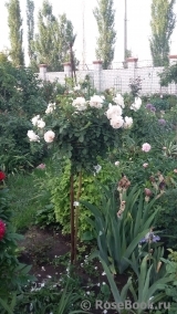 Crocus Rose® Crocus Rose®