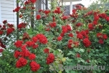 Roter Korsar Roter Korsar