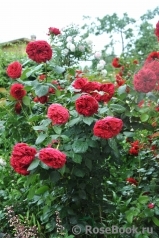 Rose des 4 Vents Rose des 4 Vents